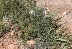 Sophora nuttalliana