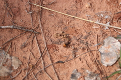 Pseudomethoca brazoria