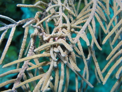 Gorgonocephalinae