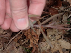 Lonicera dioica