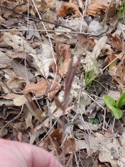Lonicera dioica