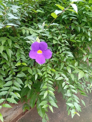 Bush Thunbergia
