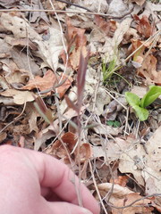 Lonicera dioica
