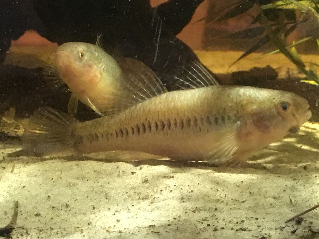 Sleeper Goby