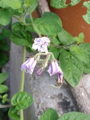 Solanum caripense