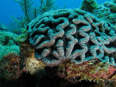 Mycetophyllia