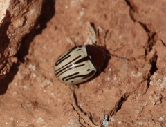Zygogramma disrupta