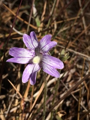 Pinguicula caerulea