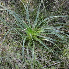 Eryngium eburneum