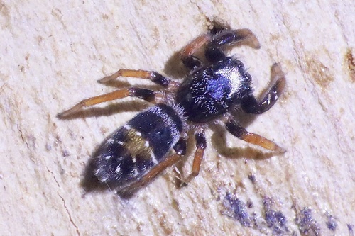 Jovial jumping spider