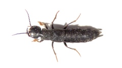 Tasgius melanarius