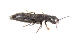 Tasgius melanarius
