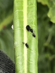 Aphis rumicis