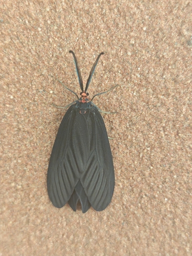 Histia flabellicornis