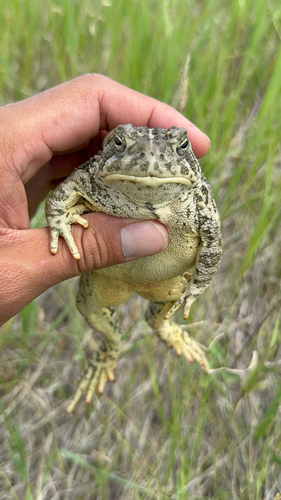 Rocky Mountain Toad