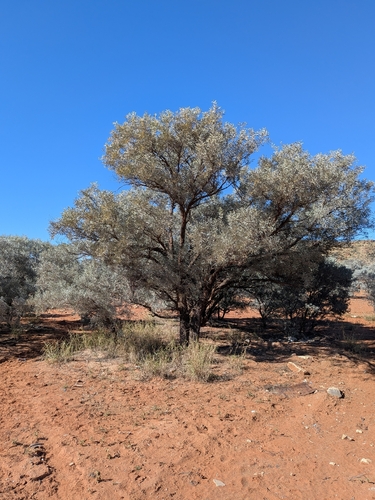 Georgina Gidgee