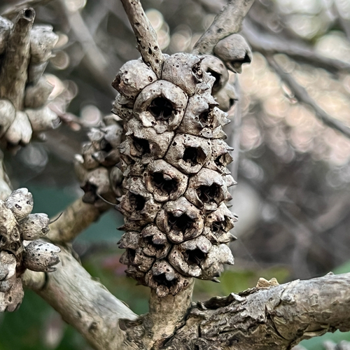 Melaleuca hypericifolia, photograph 2
