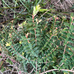 Melaleuca hypericifolia, photograph (c) James K. Douch, some rights reserved (CC BY-SA)