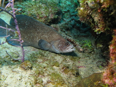 Rypticus saponaceus