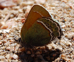 Callophrys mcfarlandi