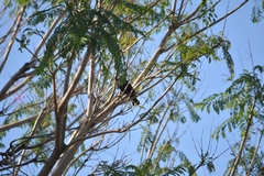 Molothrus aeneus
