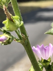 Closterotomus
