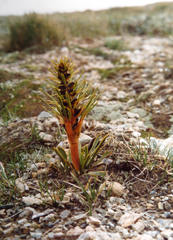 Aciphylla kirkii
