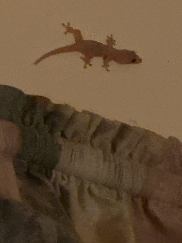 Hemidactylus frenatus observed 2026-07-14
