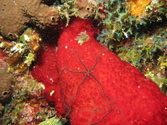 Ophiotrichidae