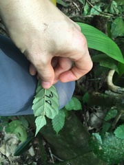 Doliocarpus