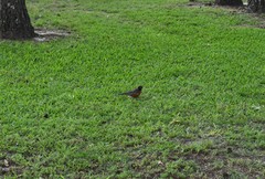 Turdus migratorius
