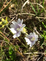Pinguicula caerulea