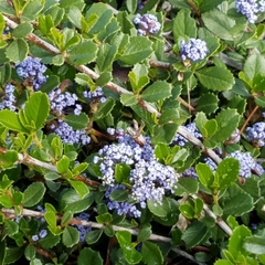 Ceanothus gloriosus