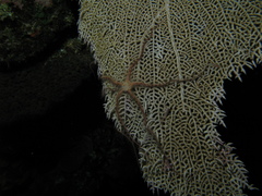 Ophiothrix