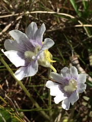 Pinguicula caerulea
