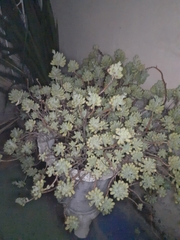 Sedum pachyphyllum
