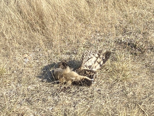 iNaturalist image