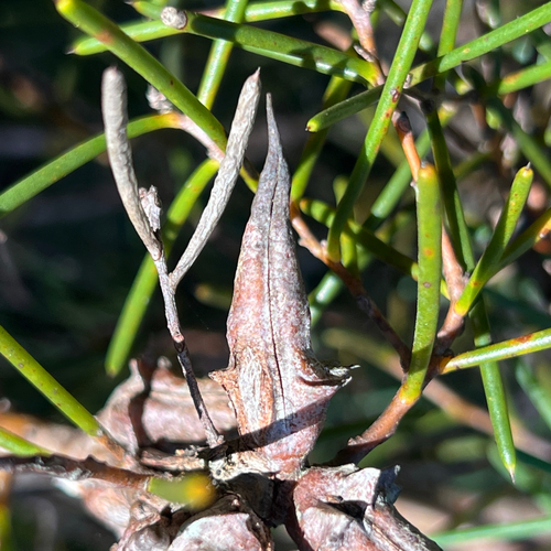 Hakea teretifolia, photograph 3