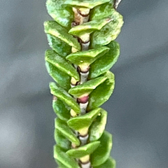 Baeckea imbricata, photograph (c) James K. Douch, some rights reserved (CC BY-SA)