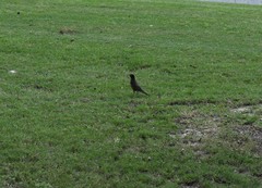 Turdus migratorius