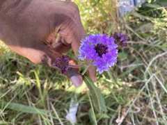 Verbena rigida