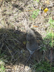 Heteromys irroratus