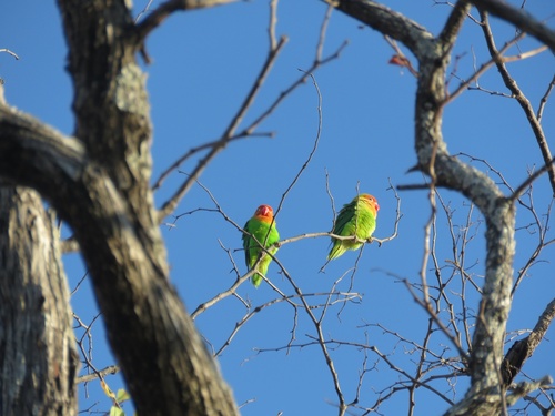 Lilian's Lovebird