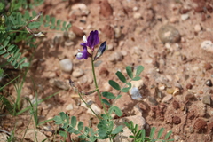 Astragalus lindheimeri
