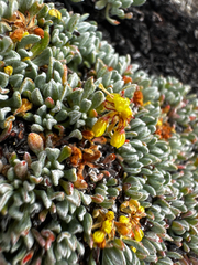 Eriogonum caespitosum, photograph (c) Parker James Lloyd, some rights reserved (CC BY)