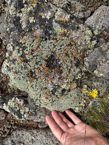 Eriogonum caespitosum, photograph 5