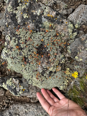 Eriogonum caespitosum, photograph (c) Parker James Lloyd, some rights reserved (CC BY)
