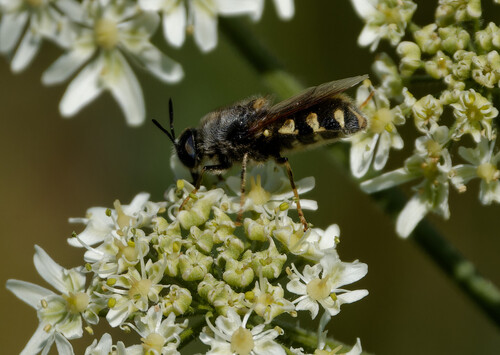 Flecked General, De Weere, Netherlands, photo 10 of 10