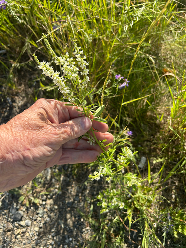 White Sweetclover