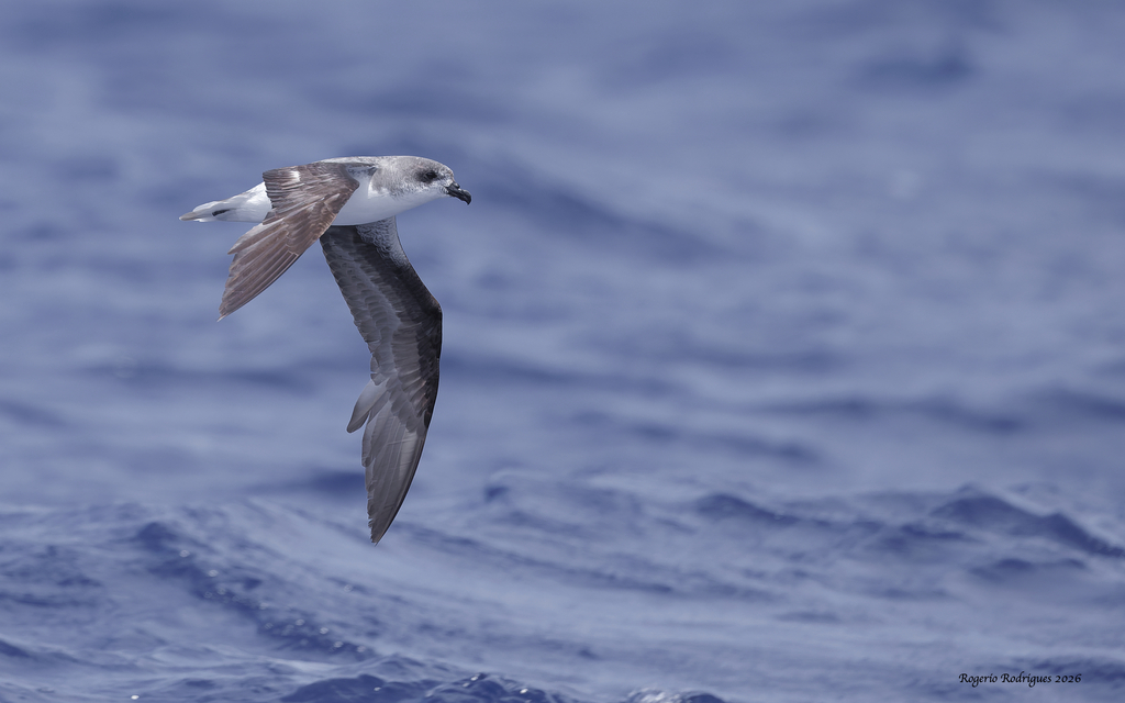 Cape Verde petrel